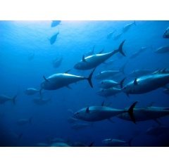 A school of tuna are pictured swimming in the ocean. Credit: Shutterstock/Ugo Montaldo