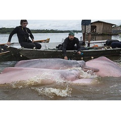 Freshwater dolphins being rounded up during tagging operation in Bolivia.  © Jaime Rojo / WWF-UK