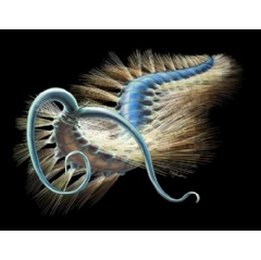 A scientific reconstruction of Kootenayscolex barbarensis as it would have looked in life. © Royal Ontario Museum. Drawing by Danielle Dufault.