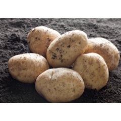 Cargill and its Danish potato starch partner, AKV Langholt AmbA, are investing $22.5 million USD in a new potato starch production unit at their Langholt facility in Denmark.