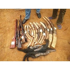 Ivory tusks, elephant tails and weapons seized from poachers who were sentenced to 30 months in prison.  wWF / Messouas Bapen Philisten