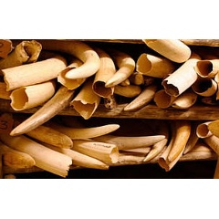 The number of ivory seizures worldwide averages 92 cases a month, or three per day.