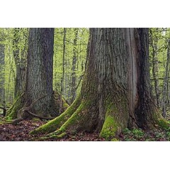 Bialowieza forest, Poland. © Adam Lawnik