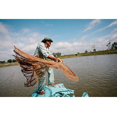 Fish farmers at one of the Hung Vuong farms in the Mekong Delta catch and weigh pangasius fish before releasing them back into their ponds. -© WWF / Greg Funnell