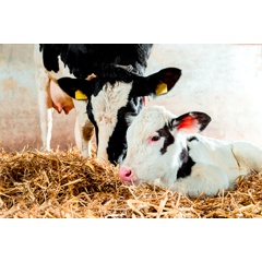 Bayer is committed to advance science and practiceoriented approaches that contribute to cattle health and wellbeing.