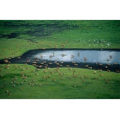 Kafue Flats wetland in Zambia,  Sarah Black / WWF