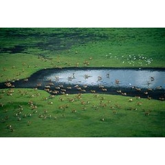 Kafue Flats wetland in Zambia,  Sarah Black / WWF