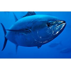 A captive Atlantic bluefin tuna (Thunnus thynnus), Malta, Mediteranean.