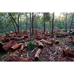 Deforestation and fire wood collection is destroying habitats.
 WWF / Simon de Trey White