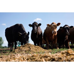 Bayer facilitates the sharing of science and innovation among cattle professionals towards advancing cattle health and well-being.
