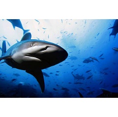 First practical guide to protected areas for sharks and rays launched
© Brent Stirton / Getty Images