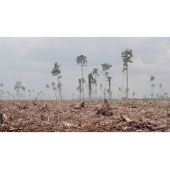 Asia Pulp and Paper’s wood suppliers are clearing natural forest in the