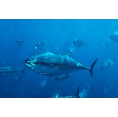 Pacific bluefin tuna (Thunnus thynnus) schooling,
 naturepl.com / Visuals Unlimited / WWF