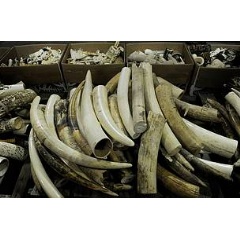 ivory
 WWF-World Wide Fund For Nature (Singapore) Limited