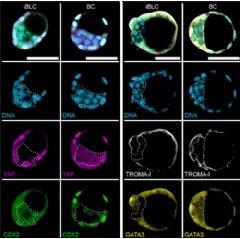 Induced blastocyst-like cysts (iBLCs) closely resemble natural blastocysts (BCs)