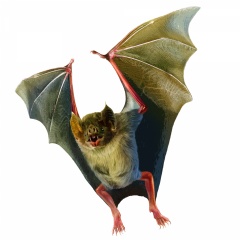 Vampire bats (Desmodus rotundus) are the only mammals that survive entirely on blood, emerging at night to feed on their prey. The anticoagulant, or bloodthinner, in their saliva is called Draculinbringing to mind a certain famous bloodsucker.