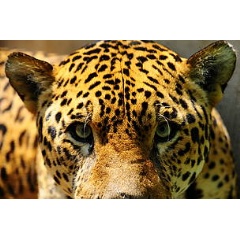 Jaguar
© Fernando Allen / WWF Paraguay