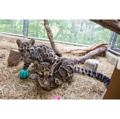 Clouded leopard cubs Paitoon (male) and Jilian (female) at the Smithsonian’s
National Zoo.
Photo: Roshan Patel/Smithsonian’s National Zoo