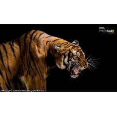 No trace of the wild South China tiger, Panthera tigris amoyensis (critically endangered, possibly extinct in the wild).
SUZHOU SOUTH CHINA TIGER BREEDING BASE
PHOTOGRAPH BY JOEL SARTORE, NATIONAL GEOGRAPHIC PHOTO ARK