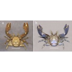 Although initially mistaken for Petrolisthes tonsorius in the 1970s, the uncommon colors and atypical habitat of Petrolisthes virgilius led the scientists to corroborate through genetic analyses that it was a new species.