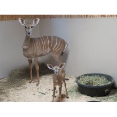 Lesser kudu female Rogue with her newborn male calf behind the scenes at the Zoo’s Cheetah Conservation Station. -Credit: Gil Myers, Smithsonian’s National Zoo