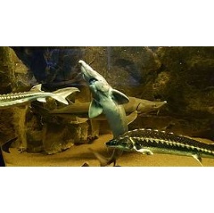 Sturgeons are one of the most endangered species on the planet