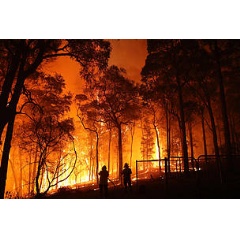 Firefighters battle a bushfire at Colo Heights, New South Wales.
© WWF-Australia / Rohan Kelly / Newspix