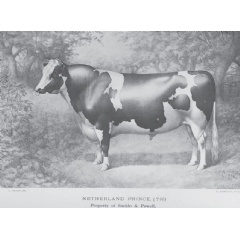 Picture of Netherland Prince from the Holstein Herd-Book, Vol. 8, 1885 (Holstein Breeders Association of America, 1885).