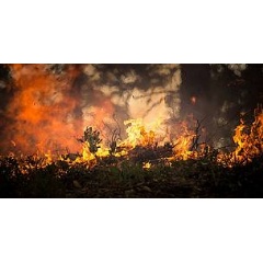 Summer wildfires in the Arctic exceeded last year’s records for CO2 emissions, according to scientists from the Copernicus Atmosphere Monitoring Service.
© Pixabay