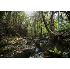 An innovative commitment will capture VELUX historic carbon footprint and at the same time preserve invaluable natural forests and wildlife around the world for current and future generations.
 WWF
