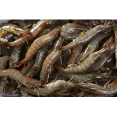 Successful use of AlgaPrime DHA in shrimp feed progresses Thai Unions goal of bringing responsibly sourced, sustainably harvested shrimp to consumers globally