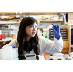 Graduate student Victoria Cheung looks at a slide with samples of coronal mouse brain in the neuroscience lab of Evan Feinberg, PhD. Photo by Susan Merrell