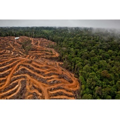 The concession owned by PT Multi Persada Gatramegah (PT MPG), a subsidiary of Musim Mas company, a palm oil supplier to Procter & Gamble in Muara Teweh, North Barito, Central Kalimantan. © Ulet Ifansasti / Greenpeace