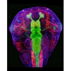 A microscope image of a Xenopus tadpole head, highlighting its nervous system in green, muscle in red, and cell nuclei in blue. Image by Helen Rankin Willsey
