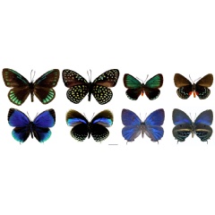 Robert Robbins | Smithsonian