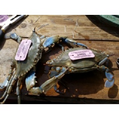 To estimate recreational versus commercial crabbing, biologists outfitted crabs with these pink tags, offering a reward to crabbers who found them and reported the catch. Credit: Kim Richie, Smithsonian Environmental Research Center