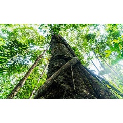 Amazon forest, La Chorrera, Department of Amazonas, Colombia
 WWF Luis Barreto
