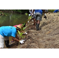 Mangrove restoration in progress  EBA project Seychelles