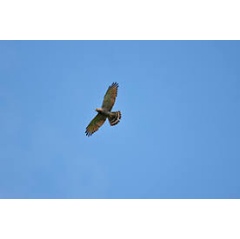 Grey-faced Buzzard is a type of hawk that reproduces in Japan and migrates to Southeast Asia in the fall. Protection of these migratory birds require cross-border conservation activities.
