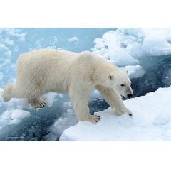 Glacial ice is experiencing unprecedented melting due to rising global temperatures, impacting wildlife, such as this polar bear, navigating through his melting habitat.
 Shutterstock