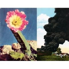 Carolina Caycedo and David de Rozas, detail of Bloom Boom from the Greetings from West Texas series, 2020. Collage, 6 5/8 x 10 4/8 inches (16.8x26.7cm). Courtesy of the artists and Ballroom Marfa.