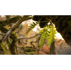 Photo credit: Polypody fern - Coed Crafnant - Ben Porter (November 2022)