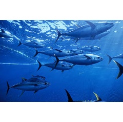 Yellowfin tuna, Pacific Ocean Mexico
 naturepl.com