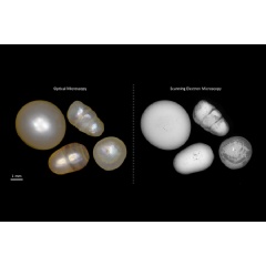A new project at MIT will investigate advanced characterization tools for the analysis of the properties of pearls, which can originate from a wide range of mollusk species from different localities, (see complete caption below)