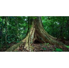 One of the largest trees on Barro Colorado Island in Panama. Tropical forests pull carbon dioxide out of the atmosphere where it causes global warming and store it as wood.(see complete caption below)
