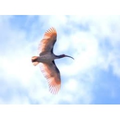 Japanese Crested Ibis, a species aiming to be returned to the wild in Sadogashima, Niigata, along with Honshu and other areas of Japan (Photo courtesy of Yoshihide Shibata, April 2023)