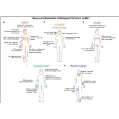 Caption: The many scales of biological variation in the skin that we predict will have a significant effect on transcriptional heterogeneity. (a) The spatial scale represents how skin composition (see complete caption below)