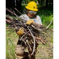 This season, the Ancestral Lands Conservation Corps is working alongside the Yosemite Ancestral Stewards on fuels reduction in El Capitan Meadow, felling trees and removing dead (see complete caption below)