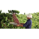 Making coffee farming more resilient: Nestl enters partnership to provide farmers with weather insurance and contributes to new regenerative agriculture guidebook