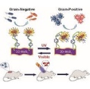 Photoswitchable Bactericide
